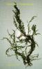 Flame Moss - Taxiphyllum sp.
