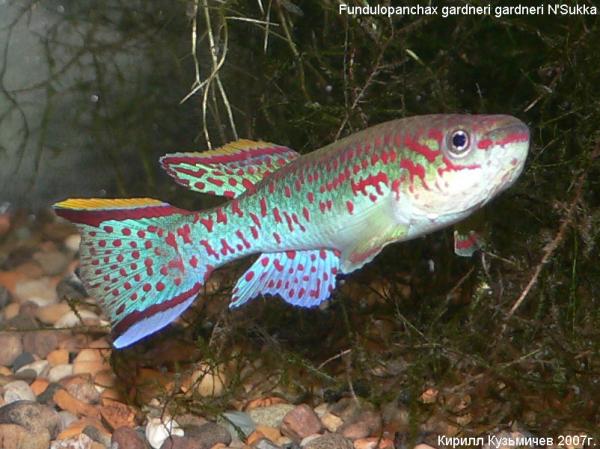 Fundulopanchax gardneri gardneri "N'sukka", самец