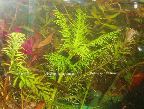 Hygrophila balsamica Rotala pusilla i Rotala sp