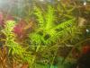 Hygrophila balsamica Rotala pusilla i Rotala sp