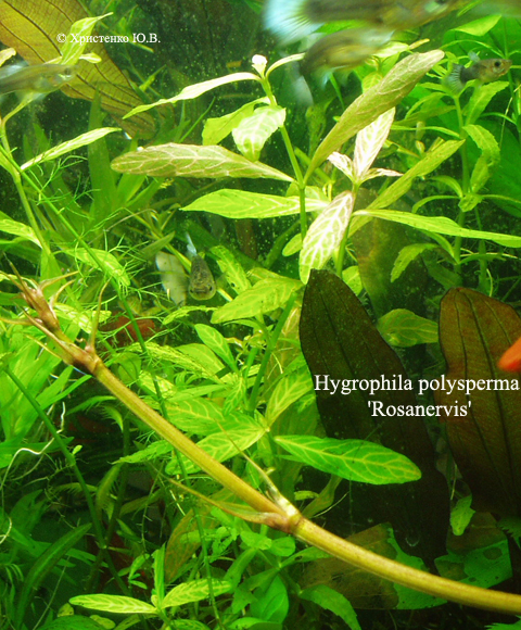 Hygrophila polysperma Rosanervis