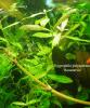 Hygrophila polysperma Rosanervis