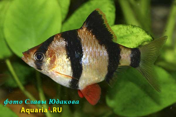Puntius tetrazona, суматранский барбус, самка