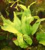 Microsorum sp. Sumatra