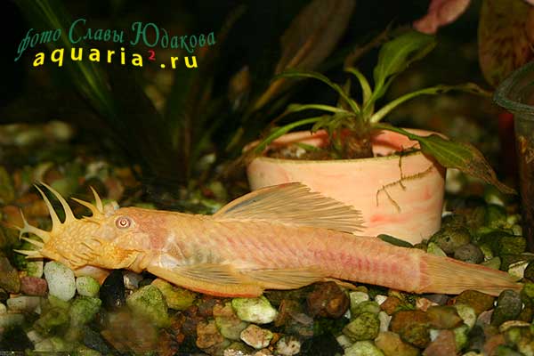 Ancistrus sp. Albino Gold, золотой анциструс, самец