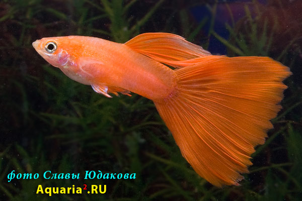 Гуппи (Poecilia reticulata), самец