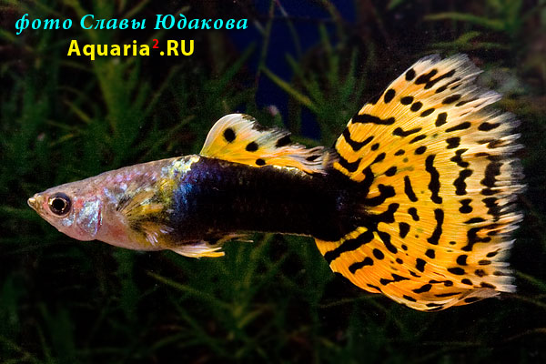 Гуппи (Poecilia reticulata), самец