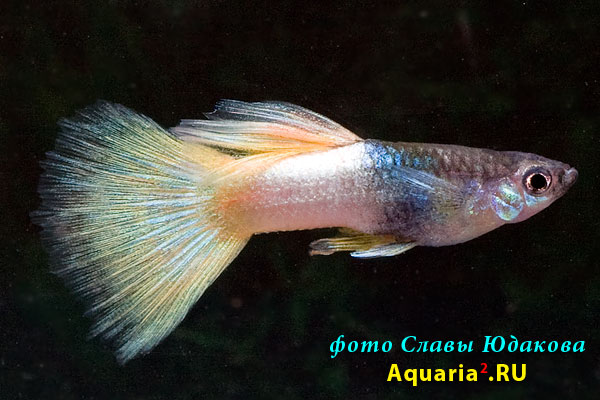 Гуппи (Poecilia reticulata), самец