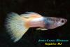Гуппи (Poecilia reticulata), самец