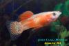 Гуппи (Poecilia reticulata), самец