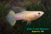 Гуппи (Poecilia reticulata), самец