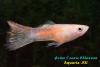 Гуппи (Poecilia reticulata), самец