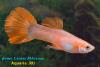 Poecilia reticulata, гуппи, самец