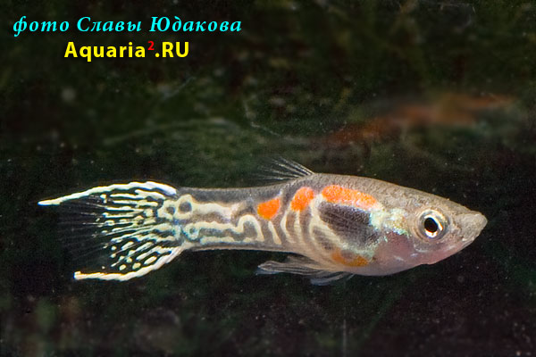 Гуппи (Poecilia reticulata), самец