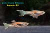 Гуппи (Poecilia reticulata), самец