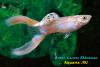 Гуппи (Poecilia reticulata), самец