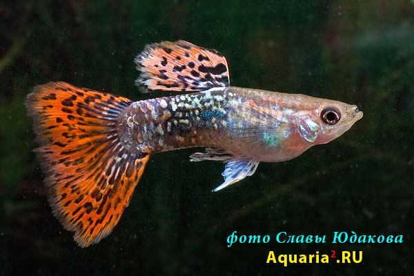 Гуппи (Poecilia reticulata), самец