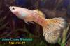 Poecilia reticulata, гуппи, самец