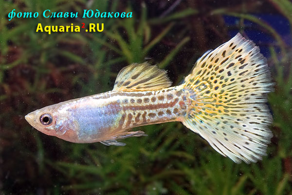 Гуппи (Poecilia reticulata), самец