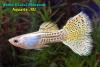 Гуппи (Poecilia reticulata), самец
