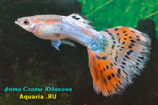 Гуппи (Poecilia reticulata), самец