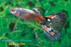 Poecilia reticulata, гуппи, самец