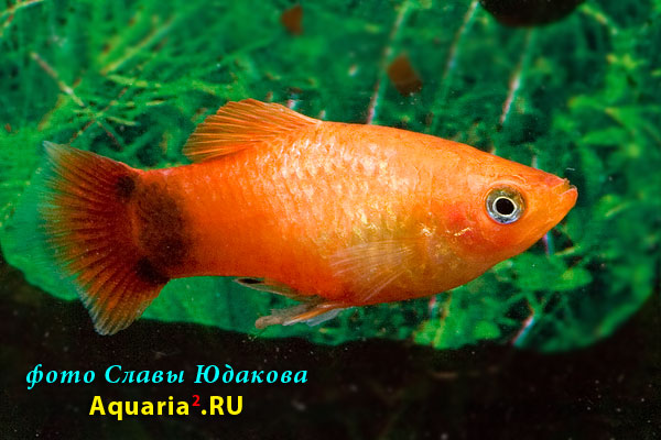 Пецилия Микки Маус (Xiphophorus maculatus Mickey Mouse)