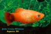 Пецилия Микки Маус (Xiphophorus maculatus Mickey Mouse)