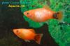 Пецилия Микки Маус (Xiphophorus maculatus Mickey Mouse)