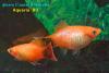 Пецилия Микки Маус (Xiphophorus maculatus Mickey Mouse)