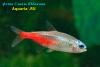 Paracheirodon sp. Diamond, алмазный неон