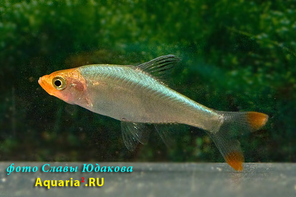 Sawbwa resplendens, савбва