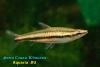 Nannostomus trifasciatus, нанностомус трехполосый