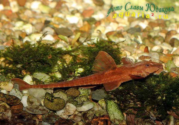 Rineloricaria lanceolata Red, красная лорикария