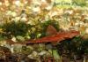 Rineloricaria lanceolata Red, красная лорикария