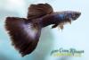 Гуппи (Poecilia reticulata), самец