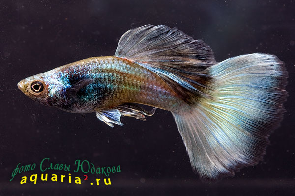 Гуппи (Poecilia reticulata), самец