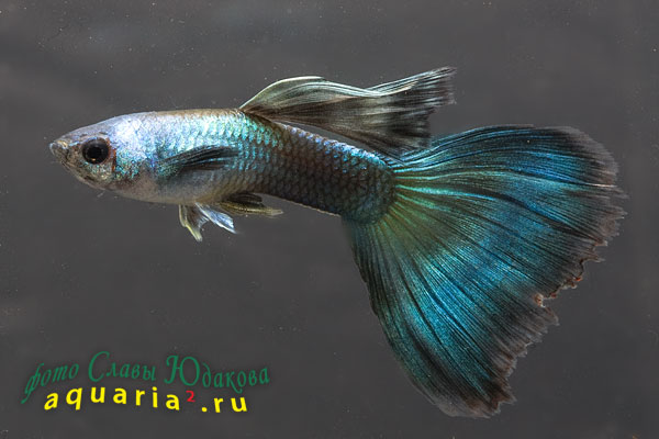 Гуппи (Poecilia reticulata), самец