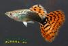 Гуппи (Poecilia reticulata), самец