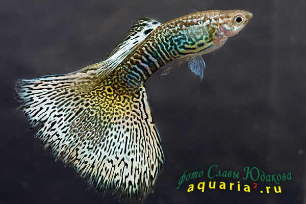Гуппи (Poecilia reticulata), самец