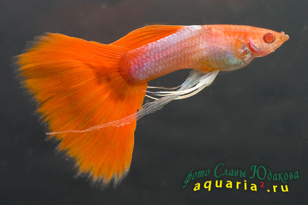 Гуппи (Poecilia reticulata), самец