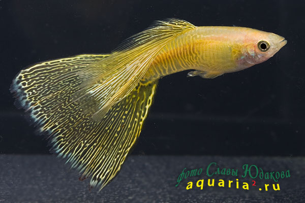 Гуппи (Poecilia reticulata), самец