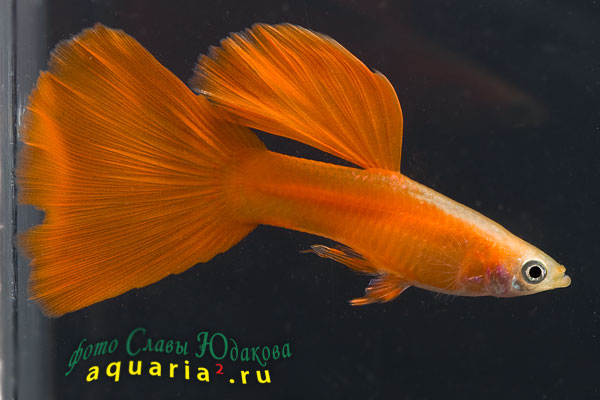 Гуппи (Poecilia reticulata), самец