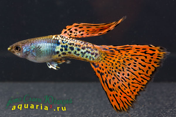 Гуппи (Poecilia reticulata), самец