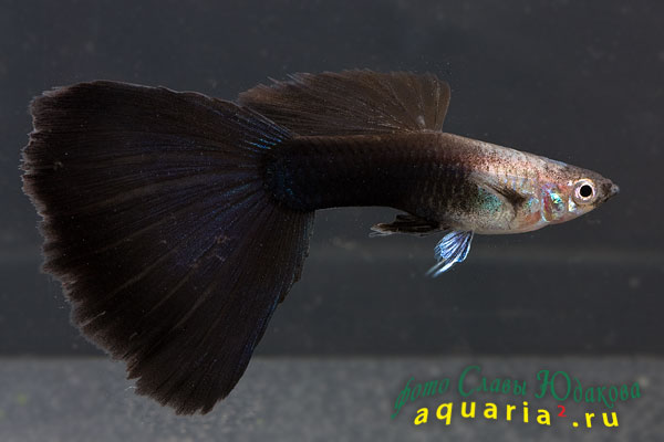 Гуппи (Poecilia reticulata), самец