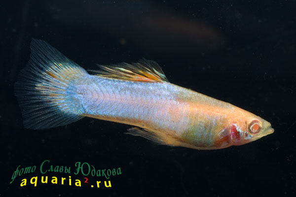 Гуппи (Poecilia reticulata), самец