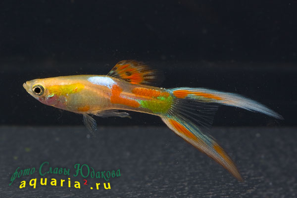 Гуппи (Poecilia reticulata), самец