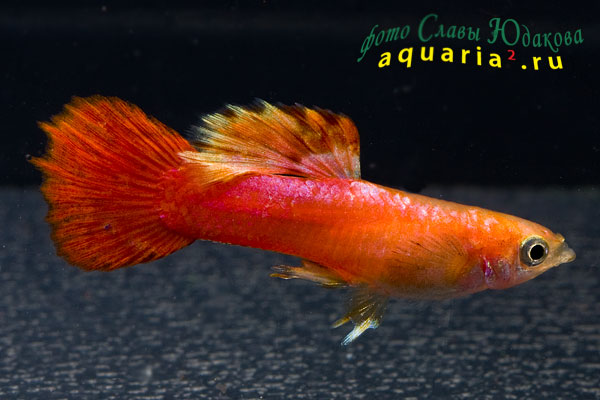 Гуппи (Poecilia reticulata), самец