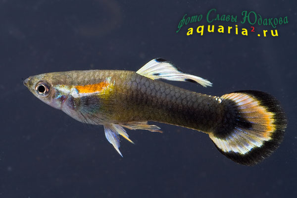 Гуппи (Poecilia reticulata), самец