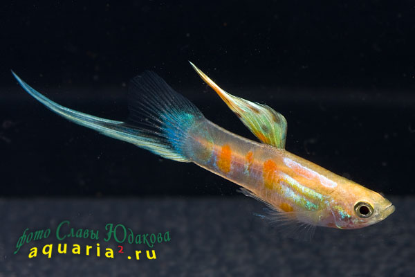 Гуппи (Poecilia reticulata), самец